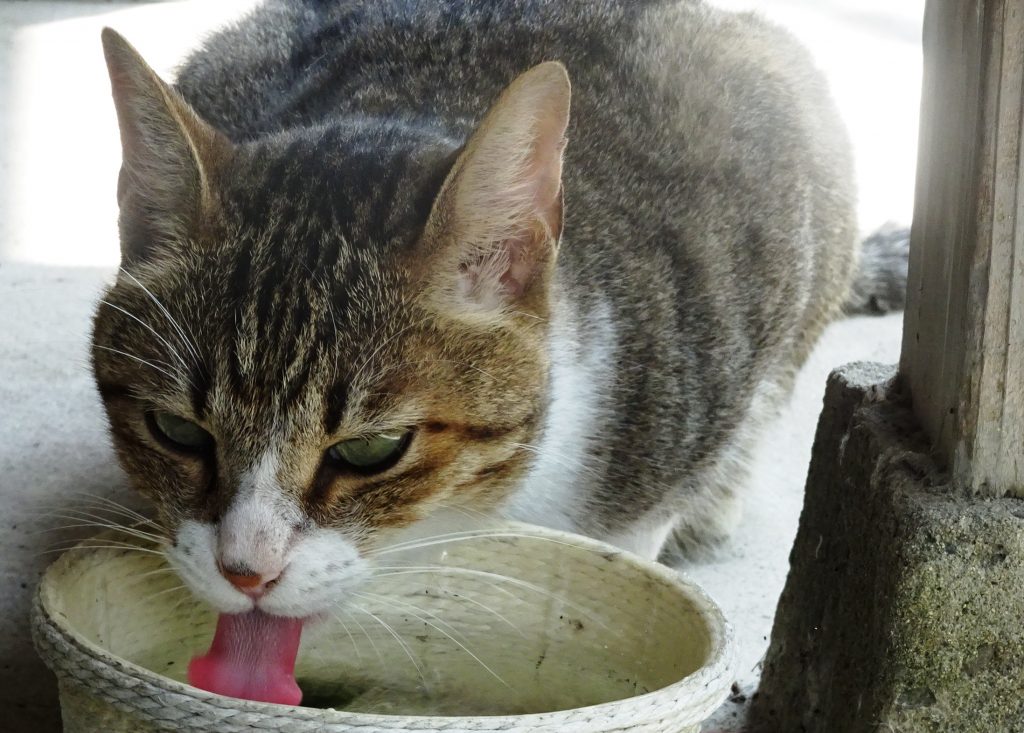 ねこ、風太 水を飲む