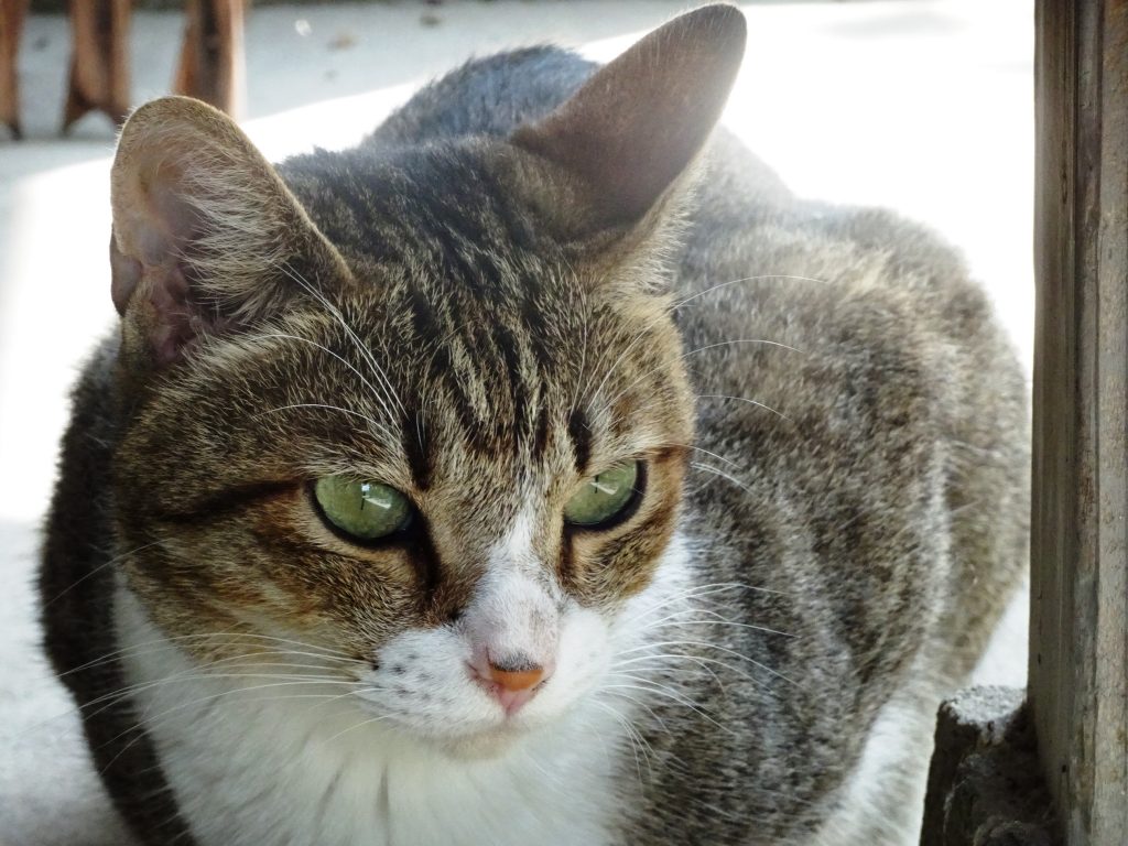 ねこ、風太 水を飲む