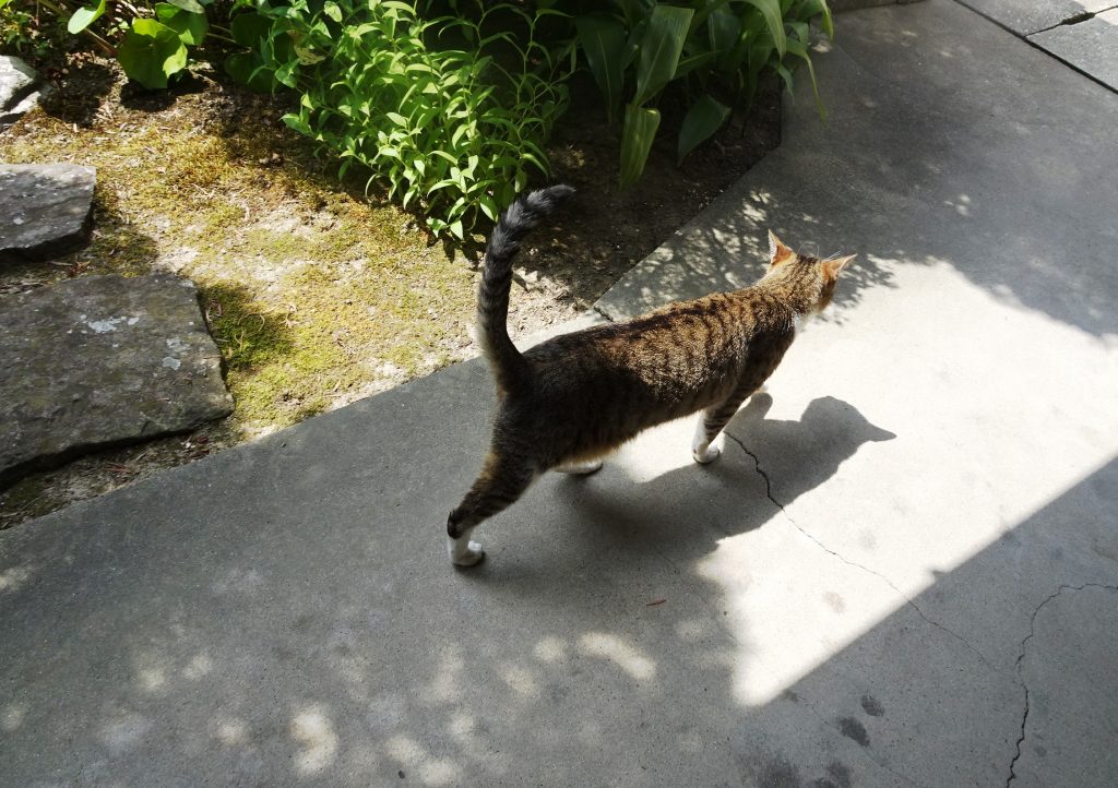 ねこ、風太 巡回