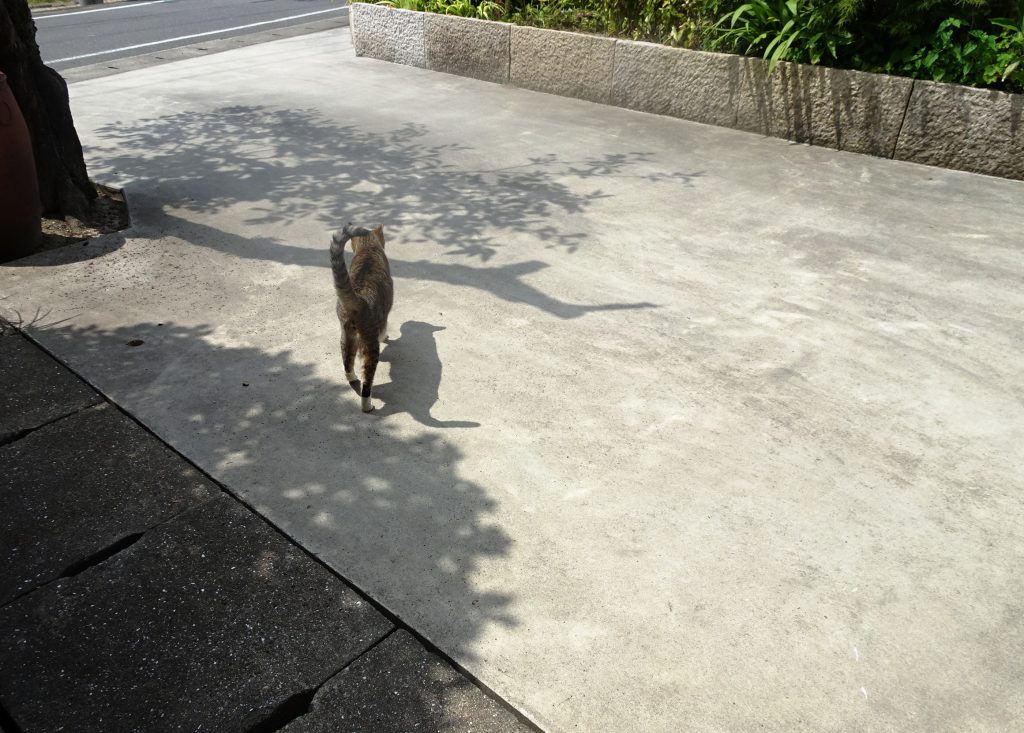 ねこ、風太 巡回