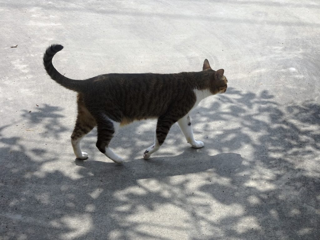 ねこ、風太 巡回
