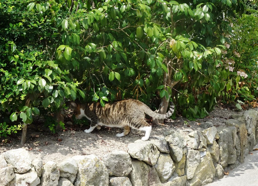 ねこ、風太 巡回