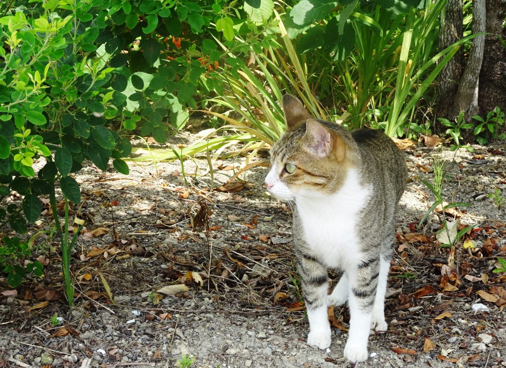 ねこ、風太 巡回