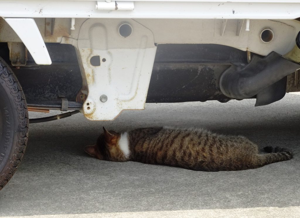 ねこ、風太 ゴロゴロ