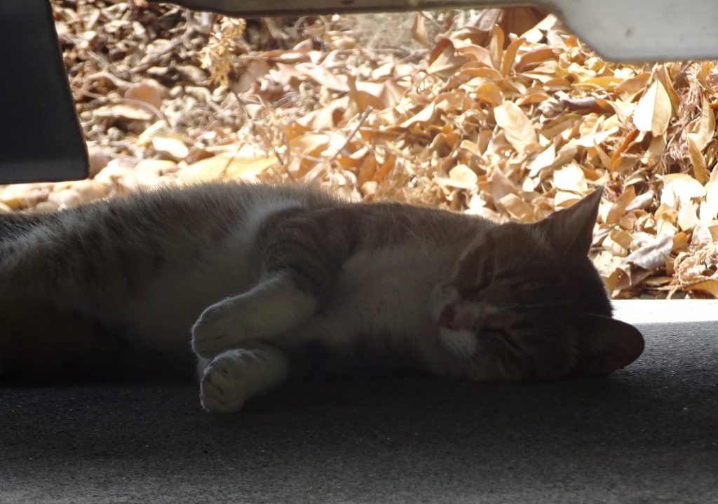 ねこ、風太 ゴロゴロ