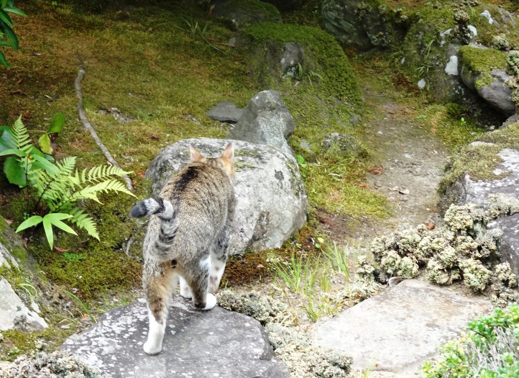 ねこ、風太 巡回