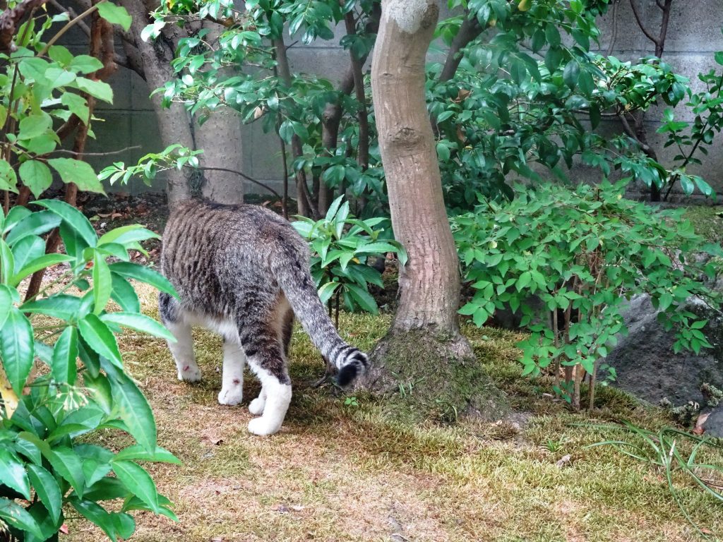 ねこ、風太 巡回