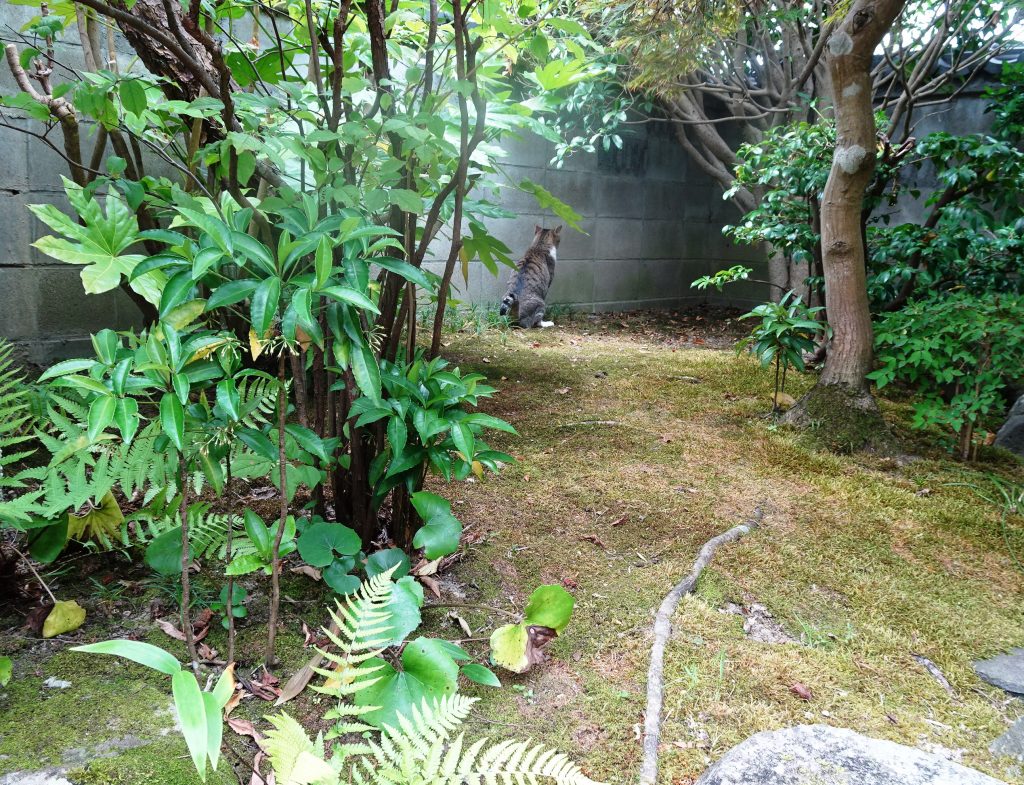 ねこ、風太 巡回