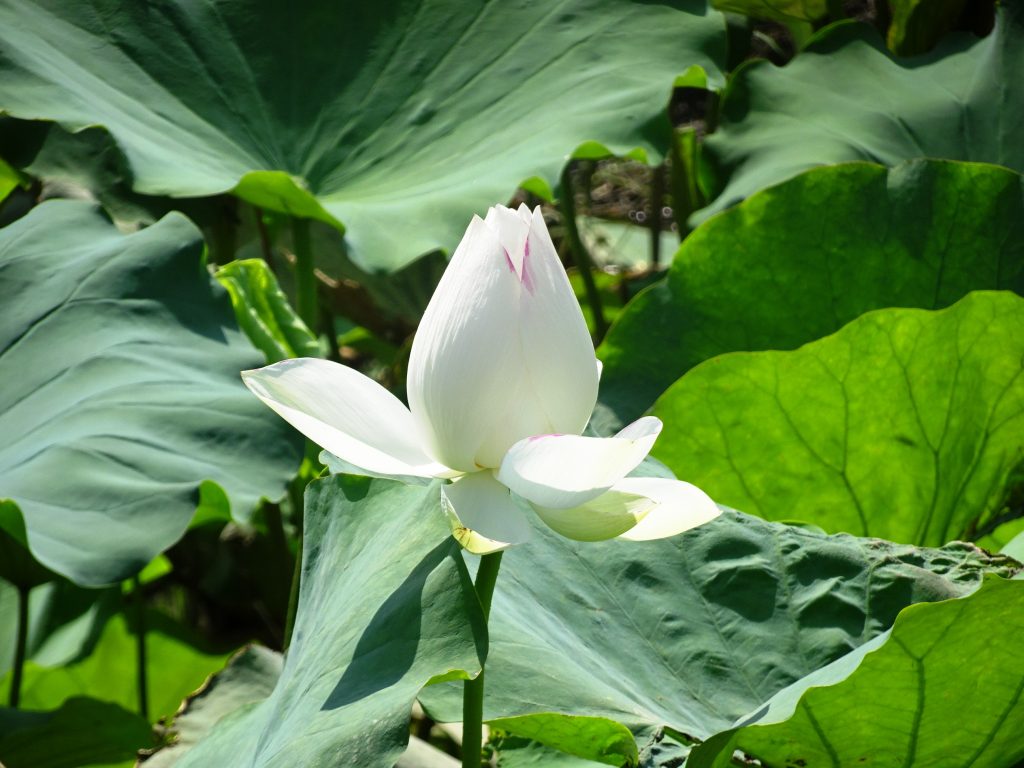 蓮の花
