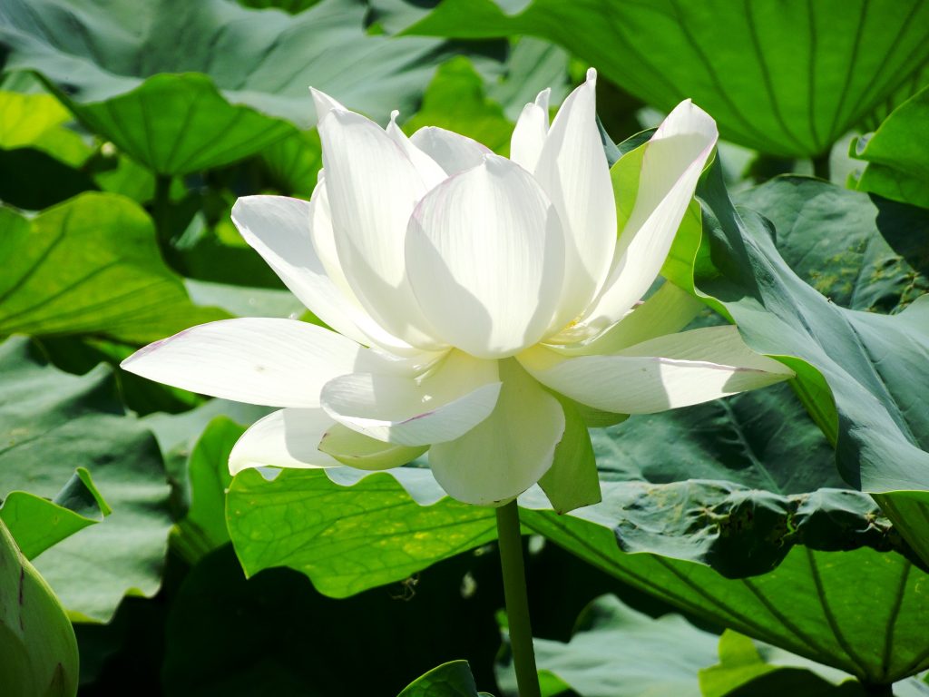 蓮の花