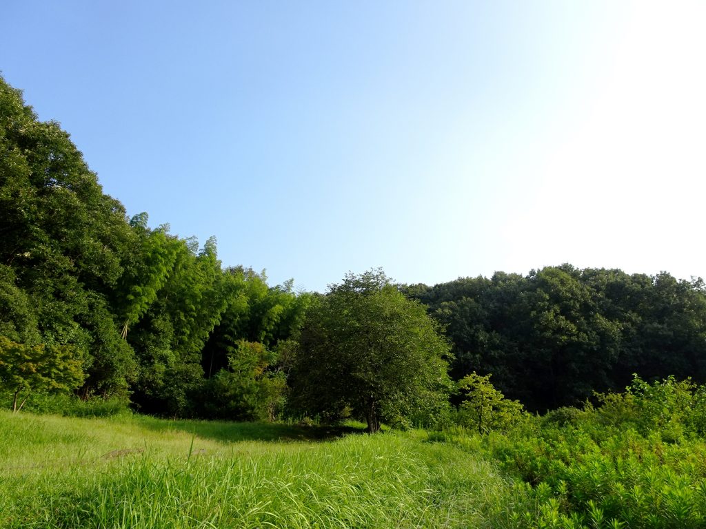 田舎の夏