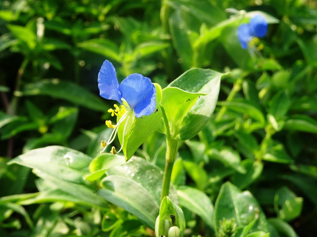 つゆ草