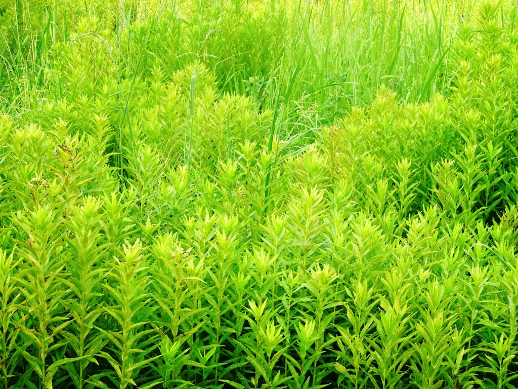 夏草