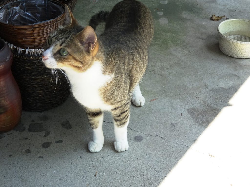 ねこ、風太 巡回