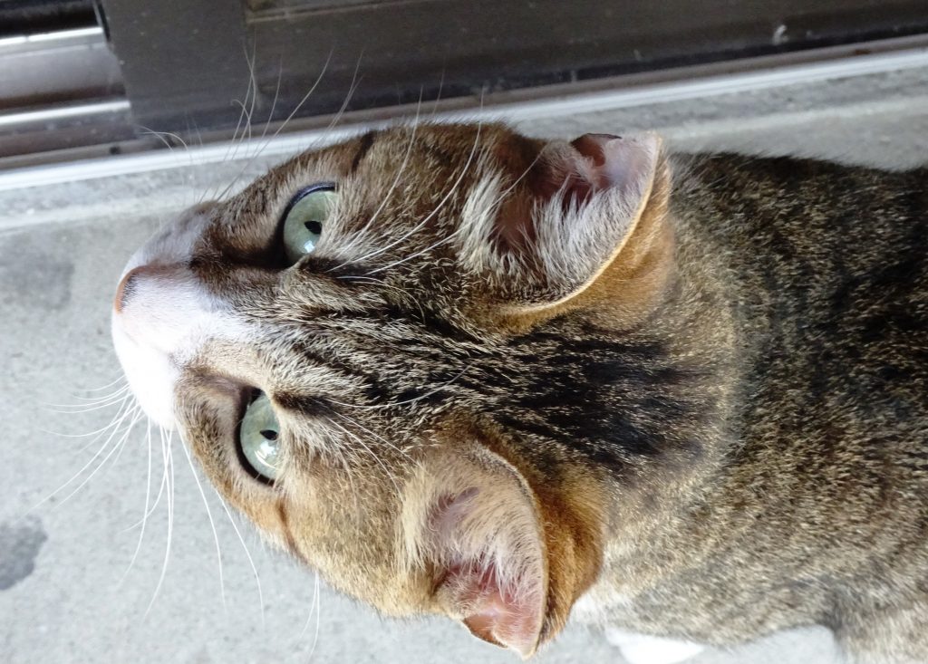 ねこ、風太 巡回