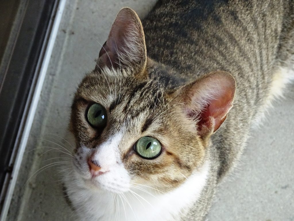 ねこ、風太 巡回