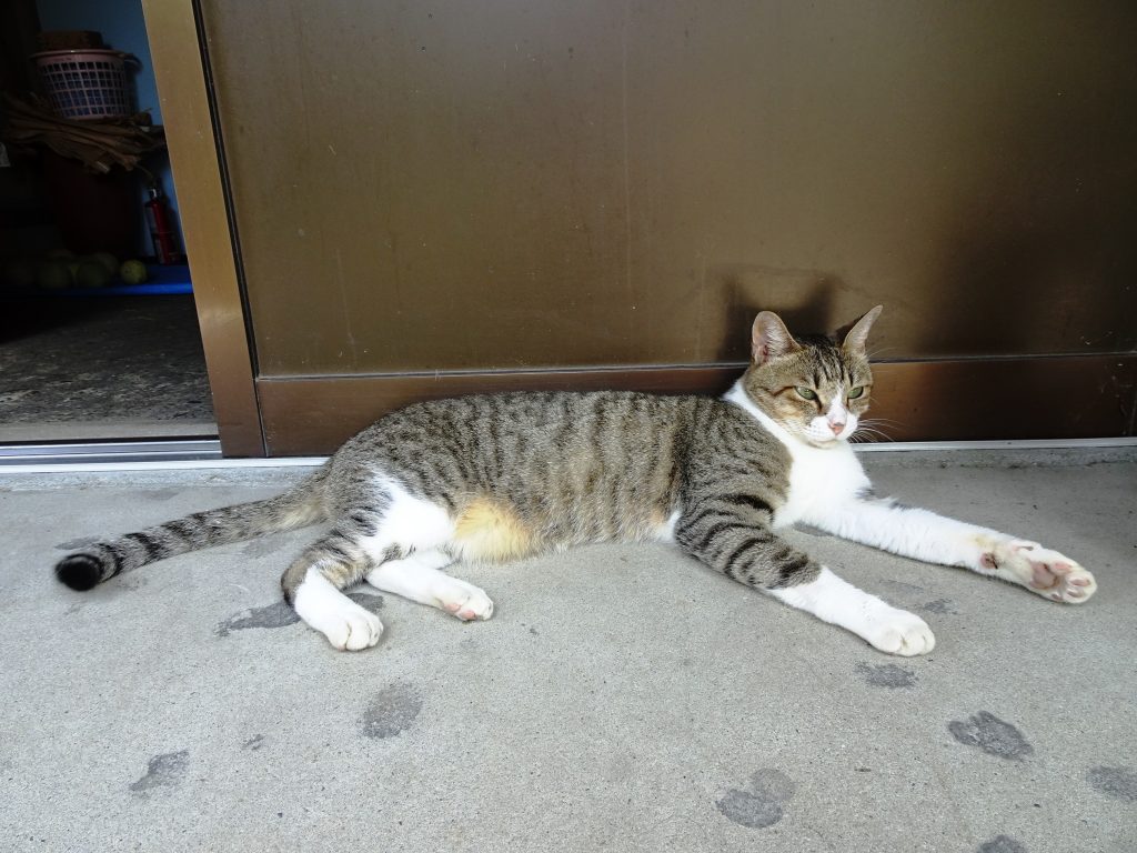 ねこ、風太 ゴロゴロ