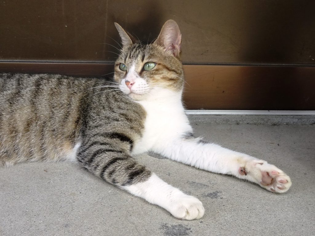 ねこ、風太 ゴロゴロ