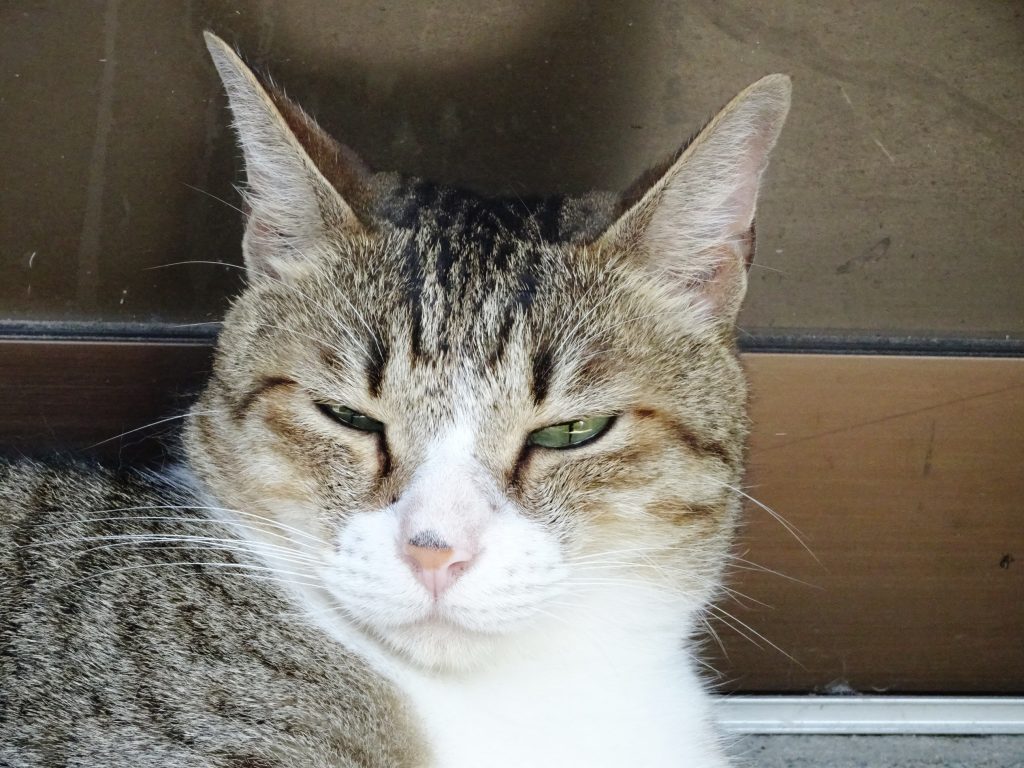 ねこ、風太 ゴロゴロ