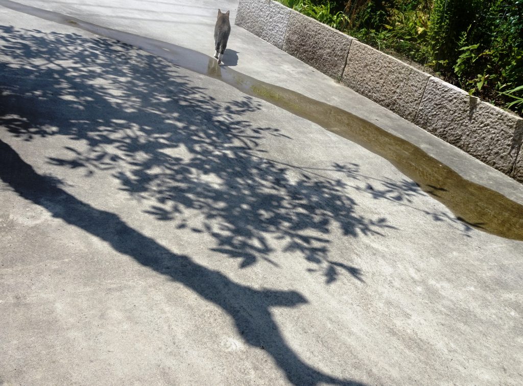 ねこ、風太 巡回