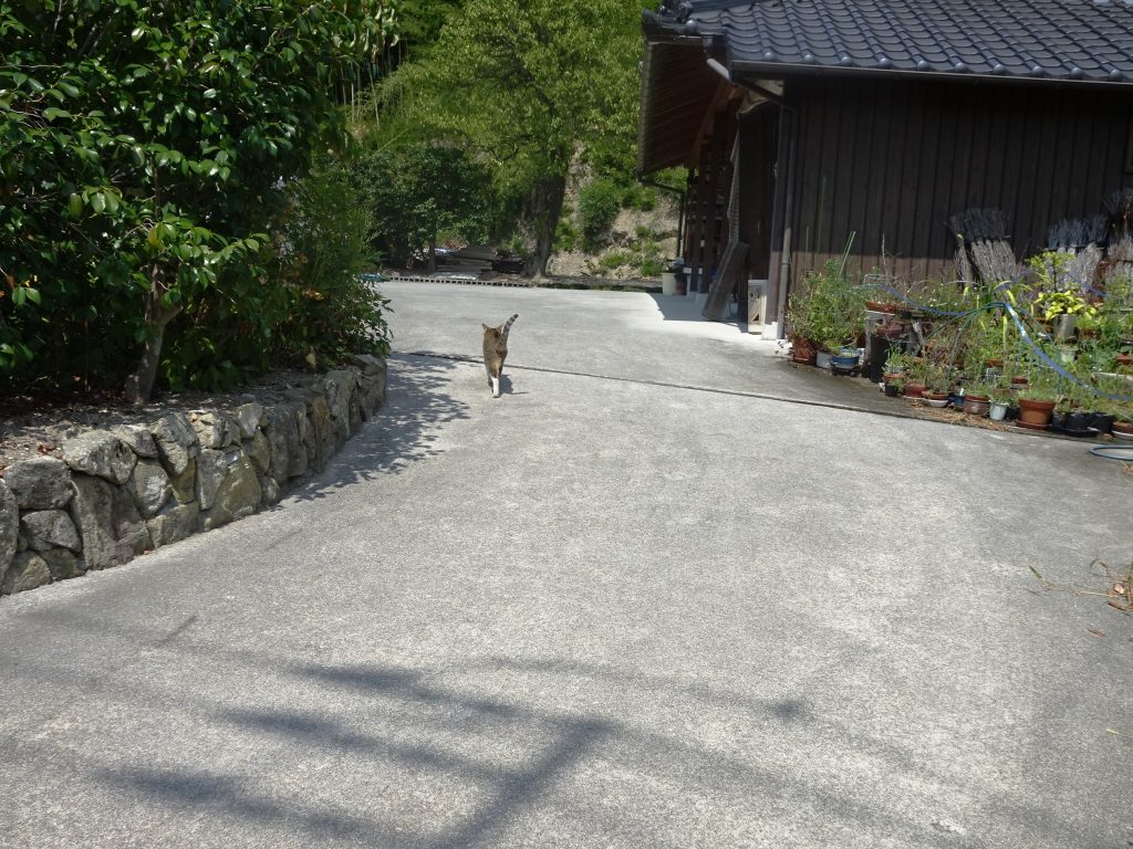 ねこ、風太 巡回