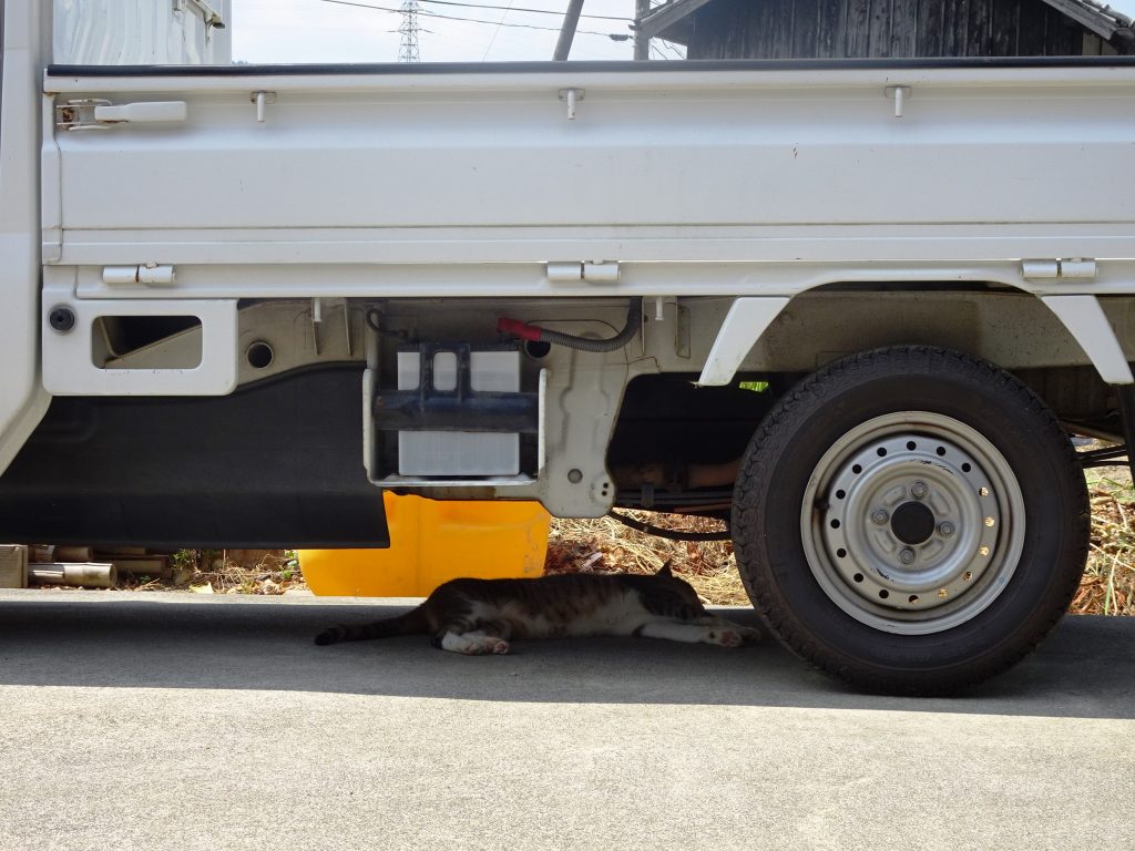 ねこ、風太 巡回