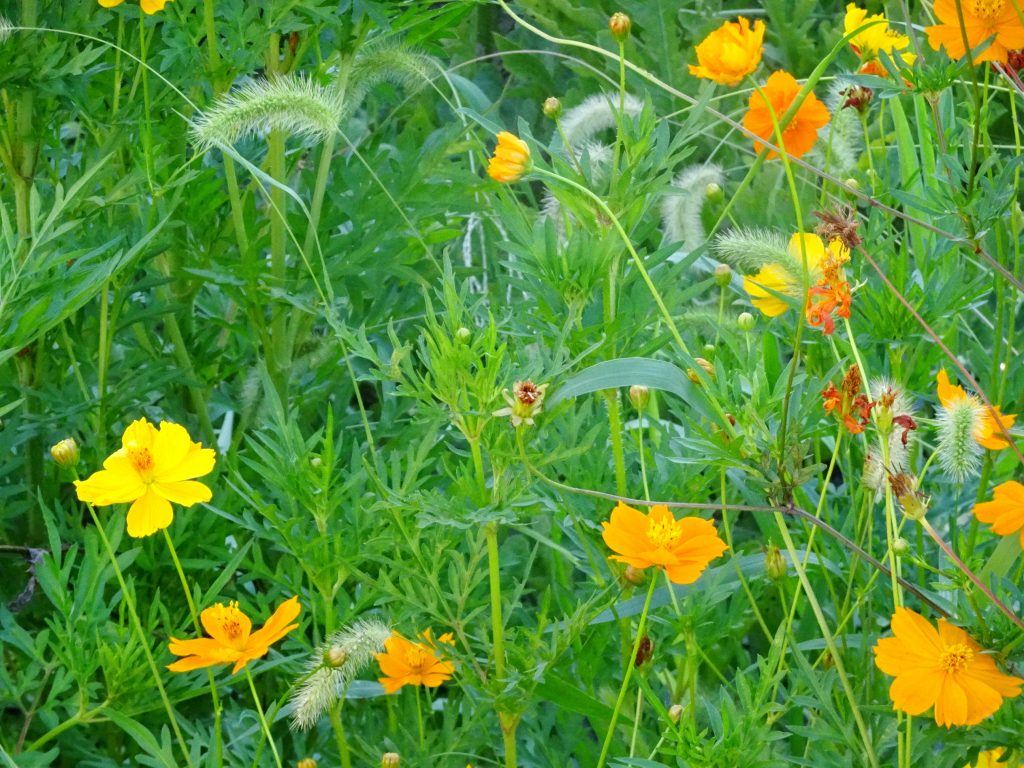 キバナコスモス(黄花コスモス)