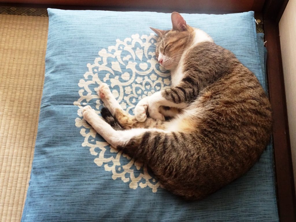 ねこ、風太 ゴロゴロ