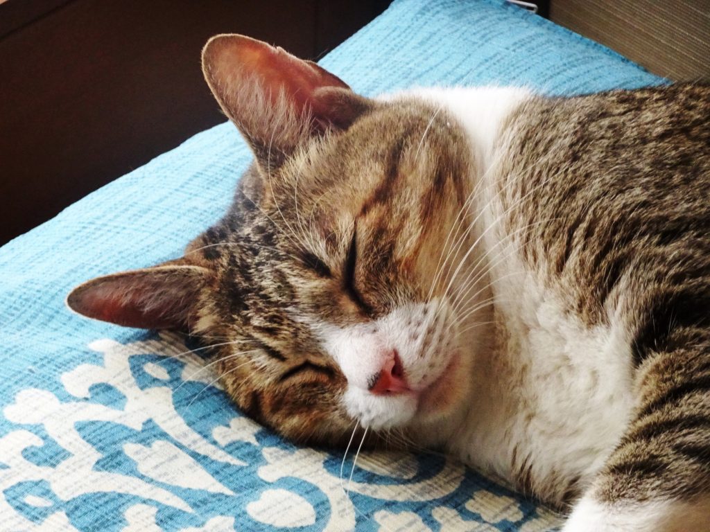 ねこ、風太 ゴロゴロ