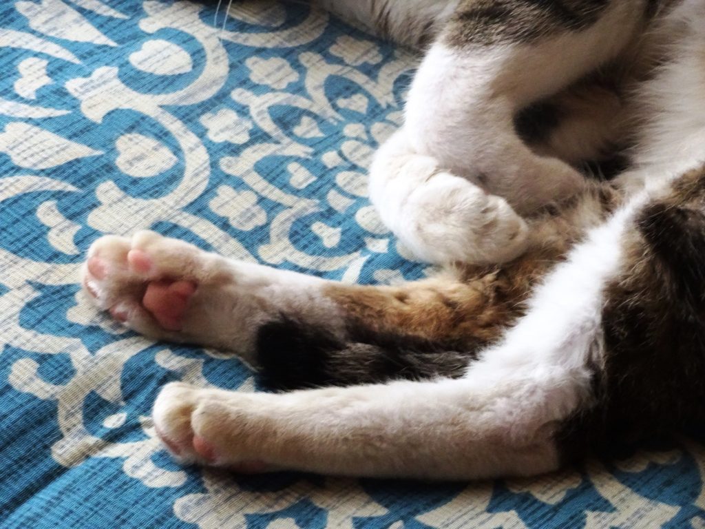 ねこ、風太 ゴロゴロ