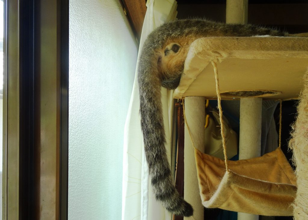 ねこ、風太 ゴロゴロ