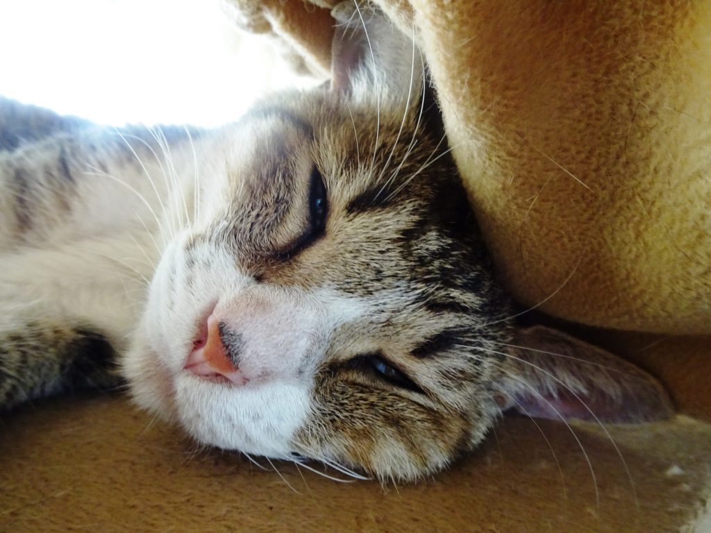 ねこ、風太 ゴロゴロ