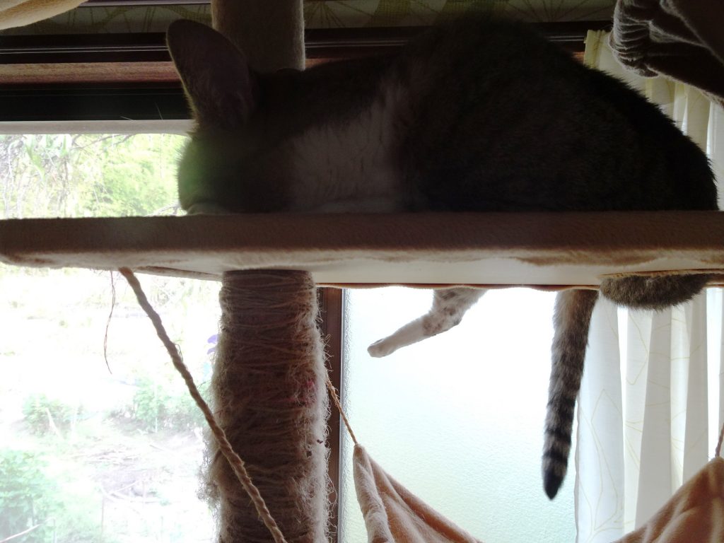 ねこ、風太 ゴロゴロ