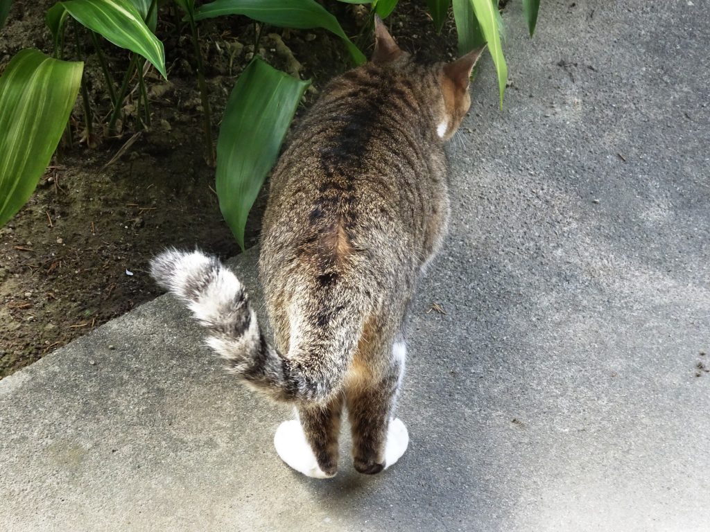 ねこ、風太 巡回