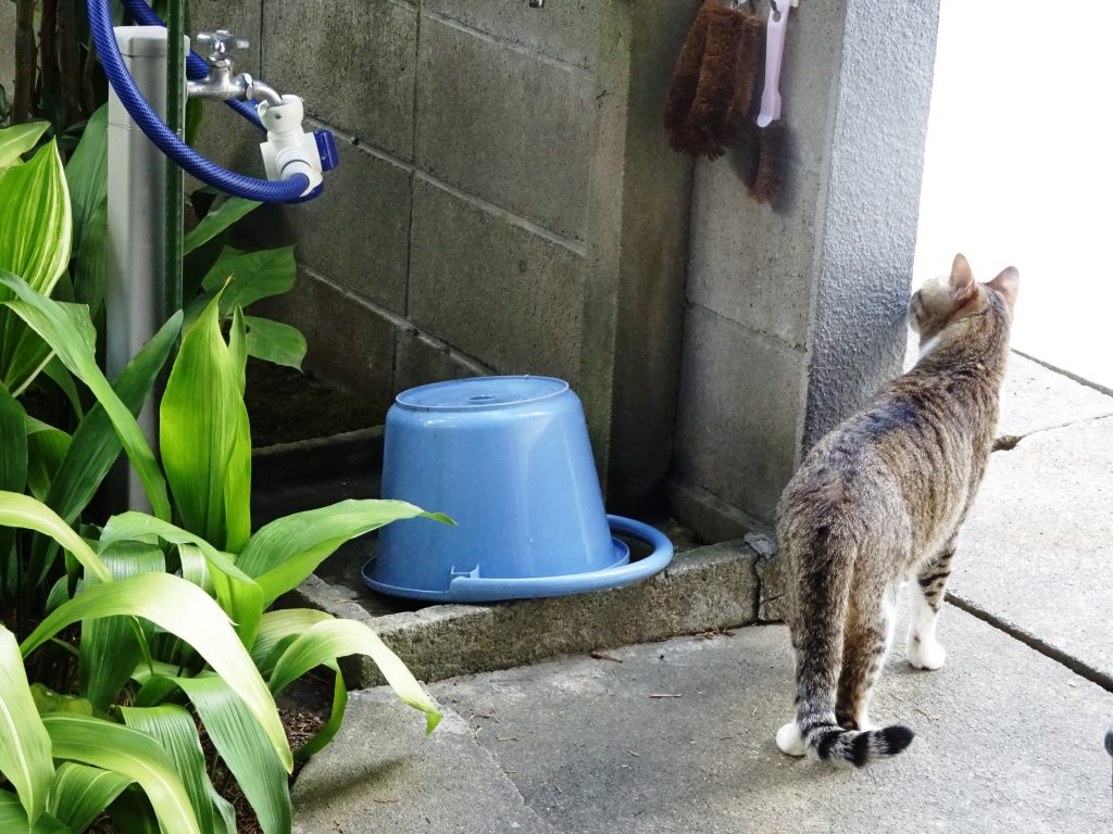 ねこ、風太 巡回