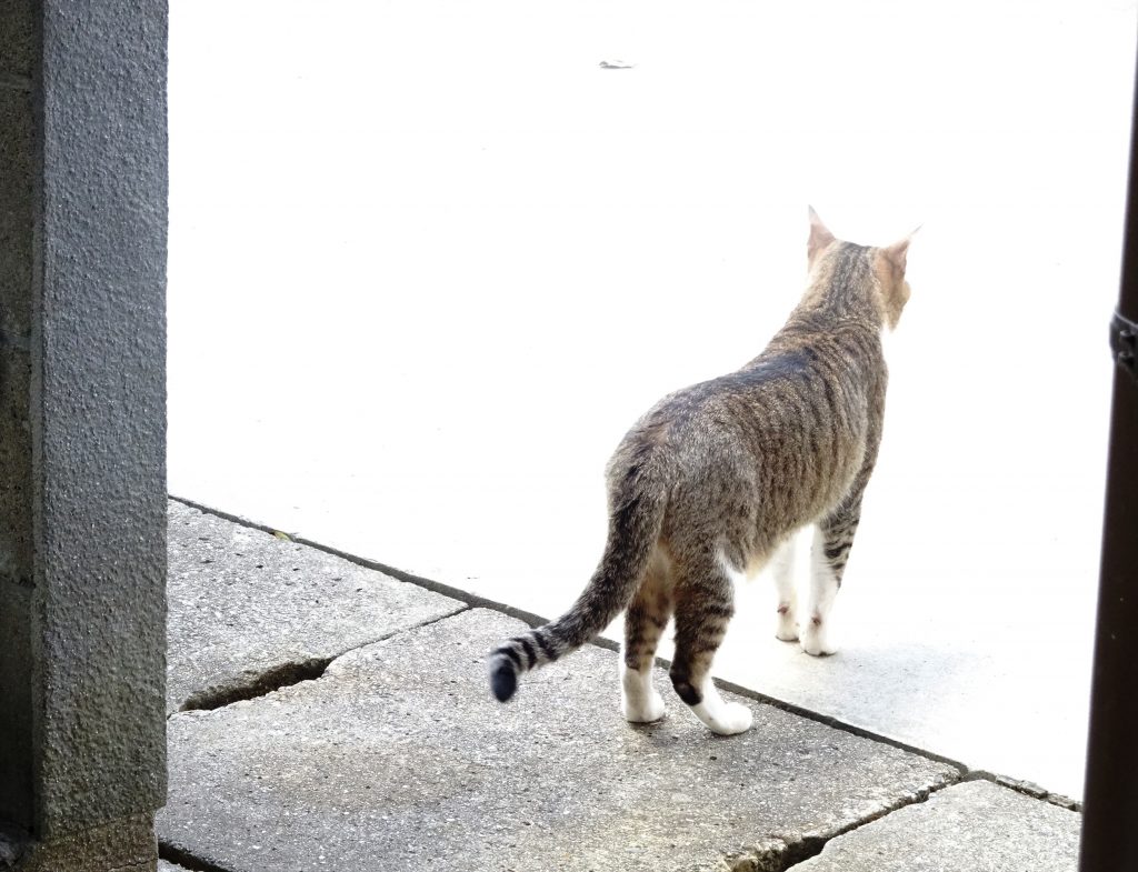 ねこ、風太 巡回