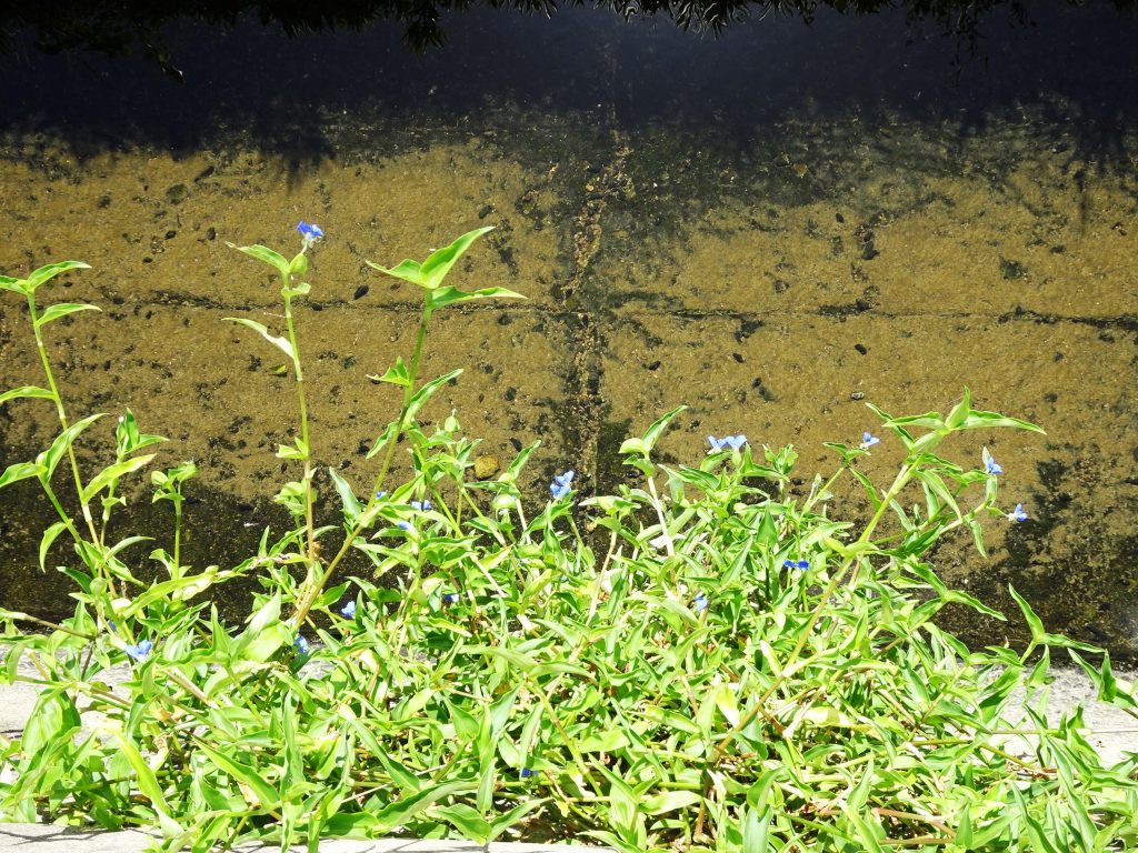 川の護岸の裂け目に咲くつゆ草