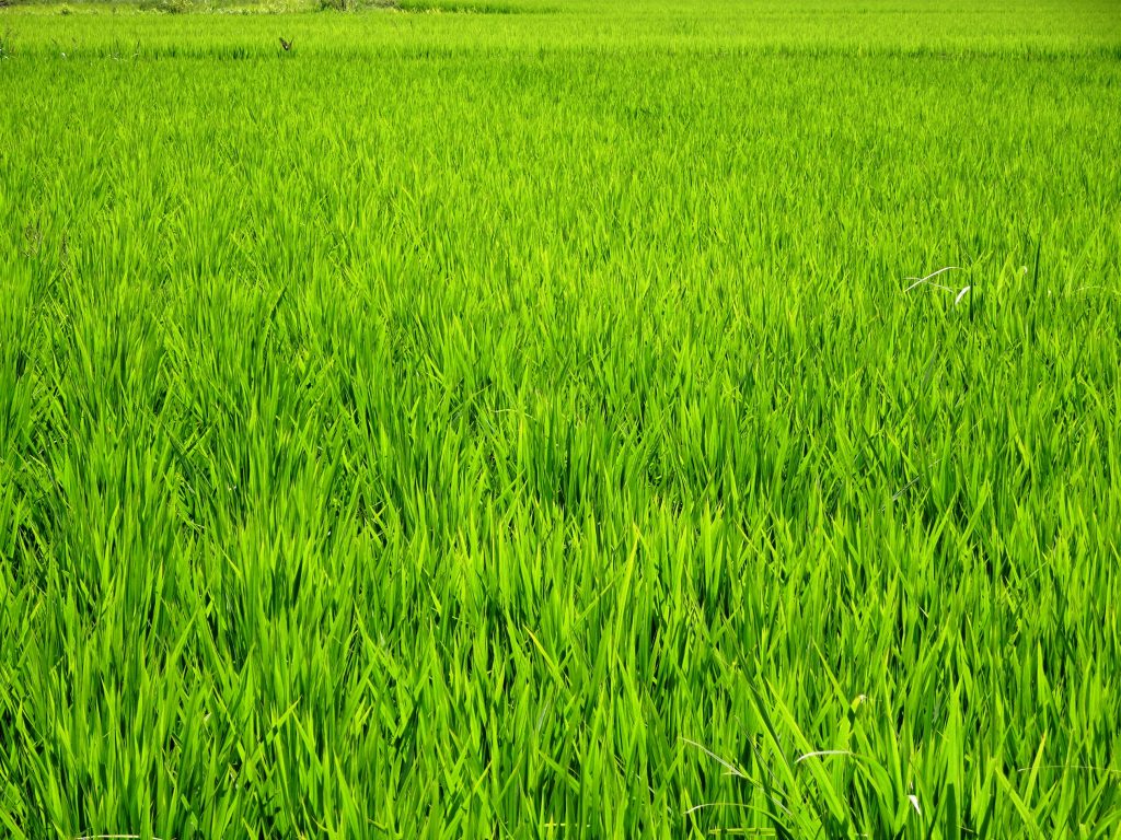 晩夏の田んぼ