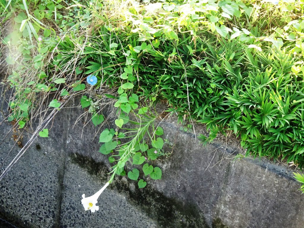 朝顔と百合
