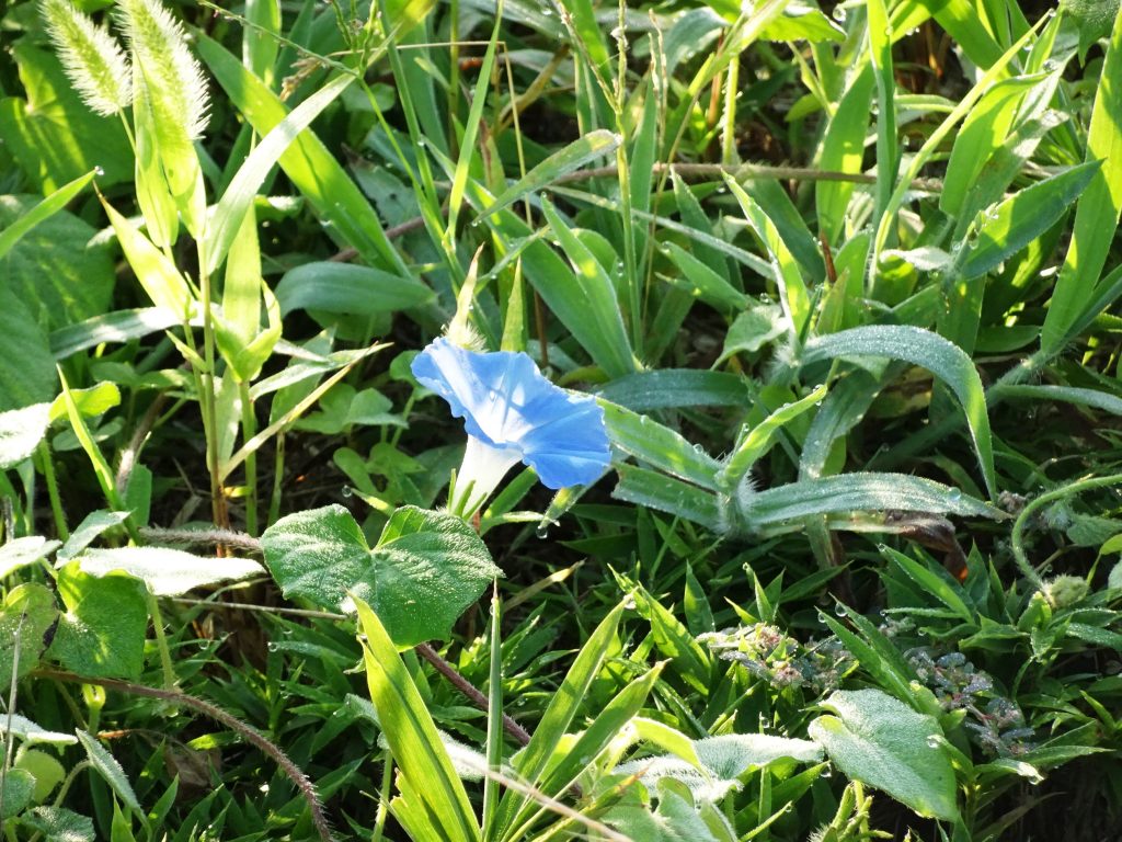 朝顔