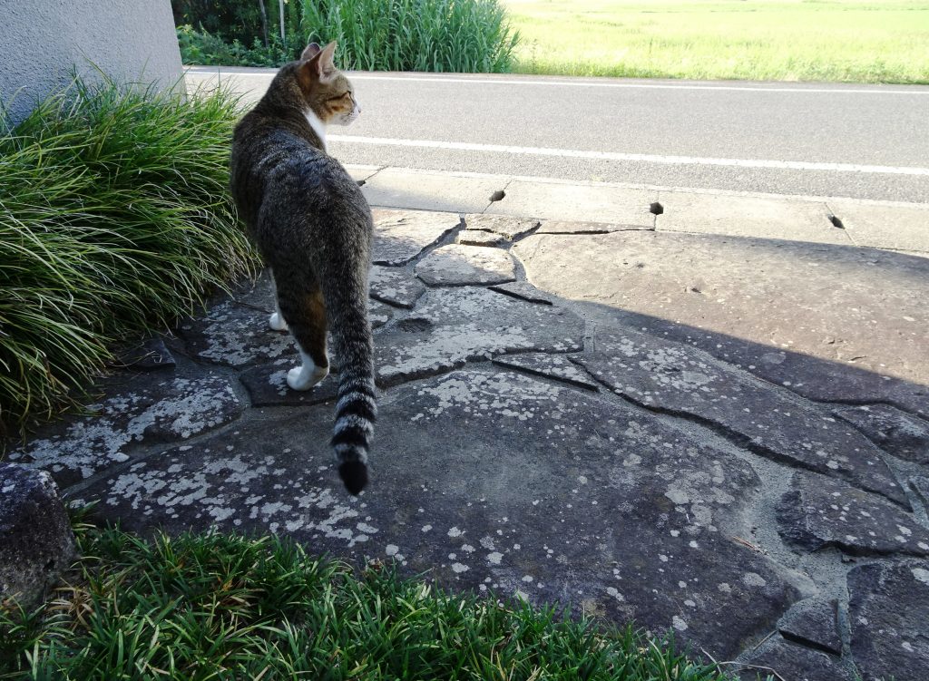 ねこ、風太 巡回