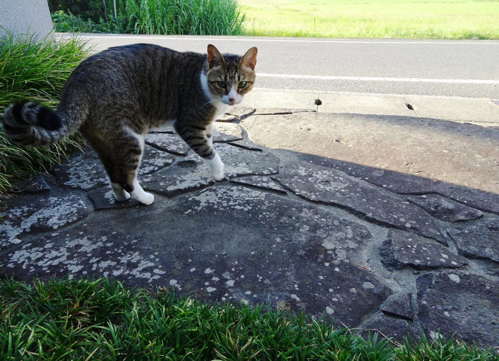 ねこ、風太 巡回