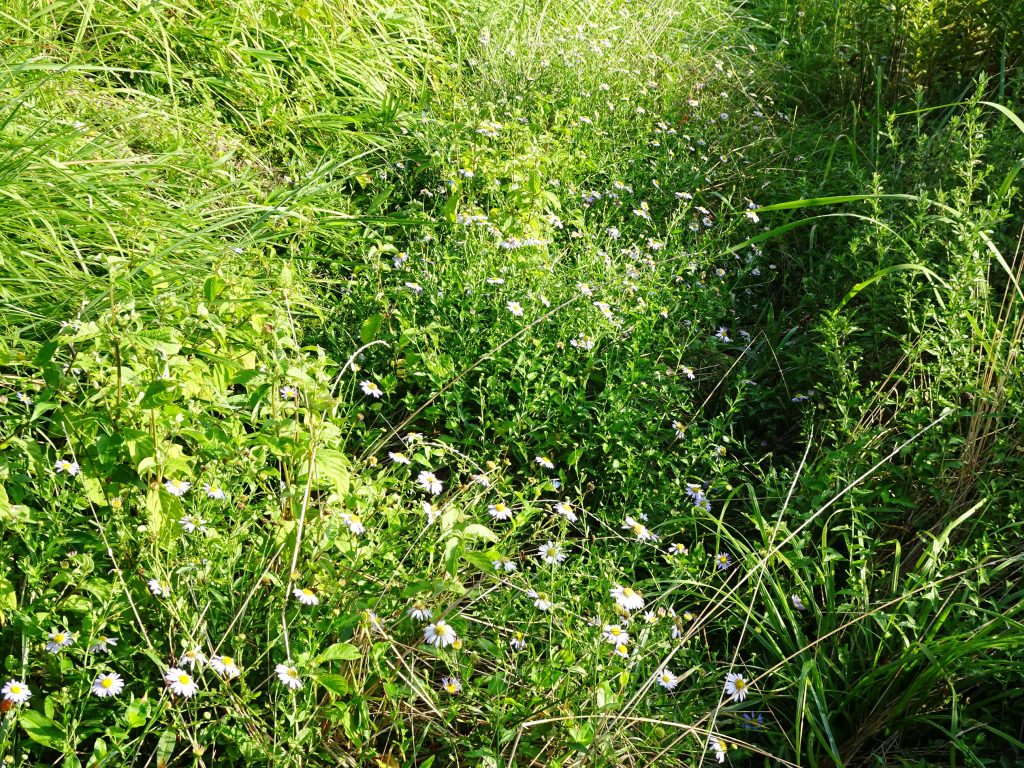 野菊