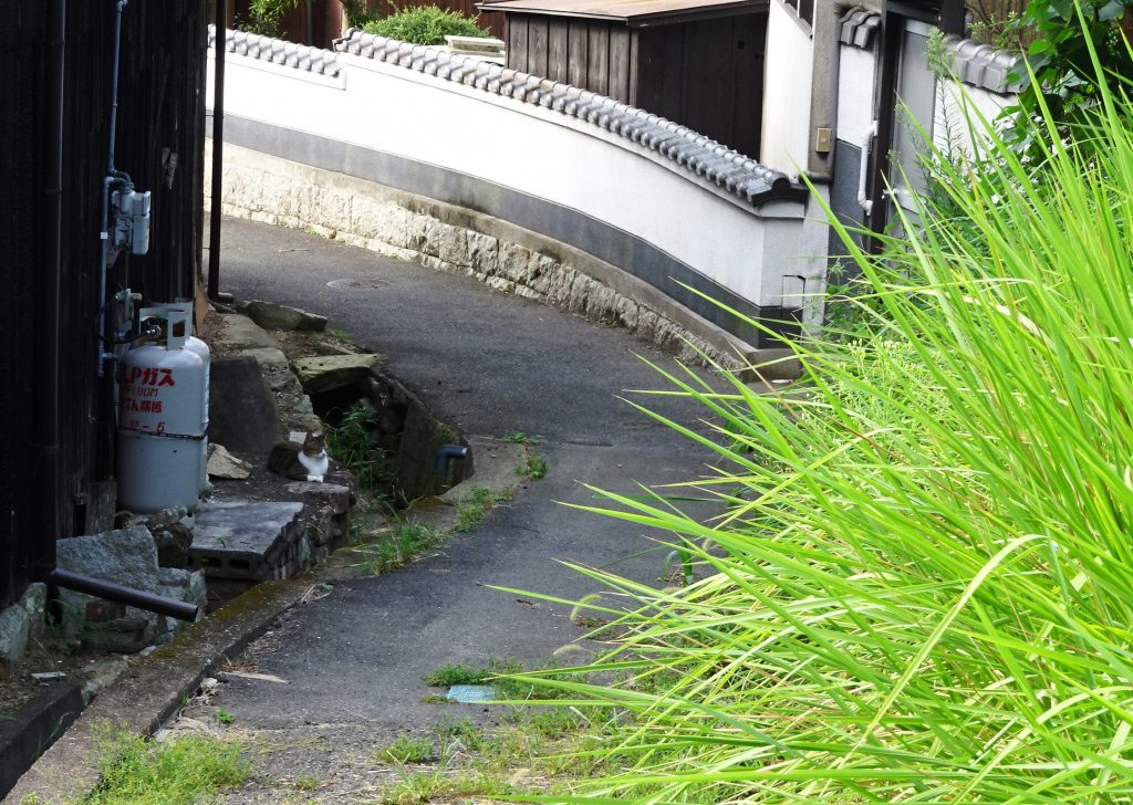 ねこ、風太 巡回