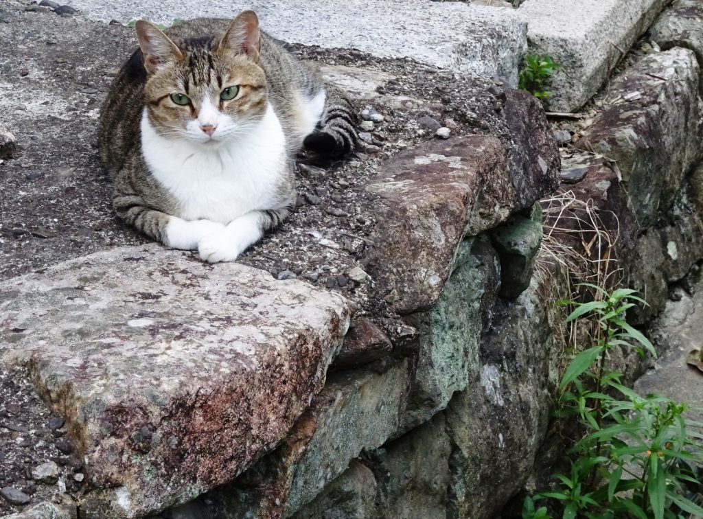 ねこ、風太 巡回