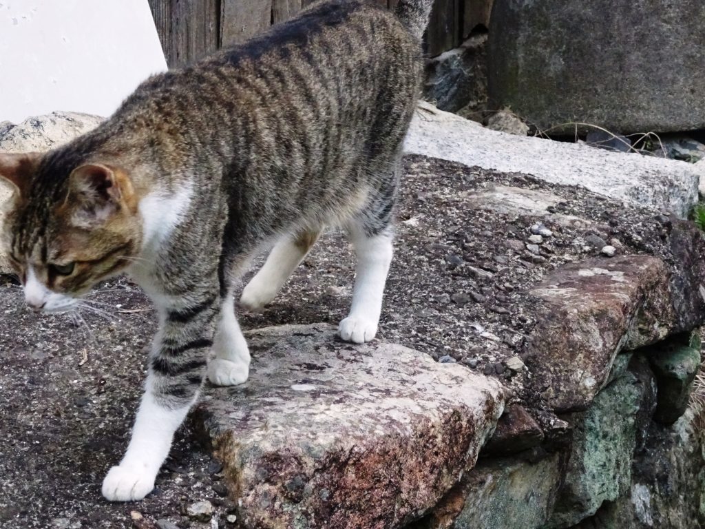 ねこ、風太 巡回