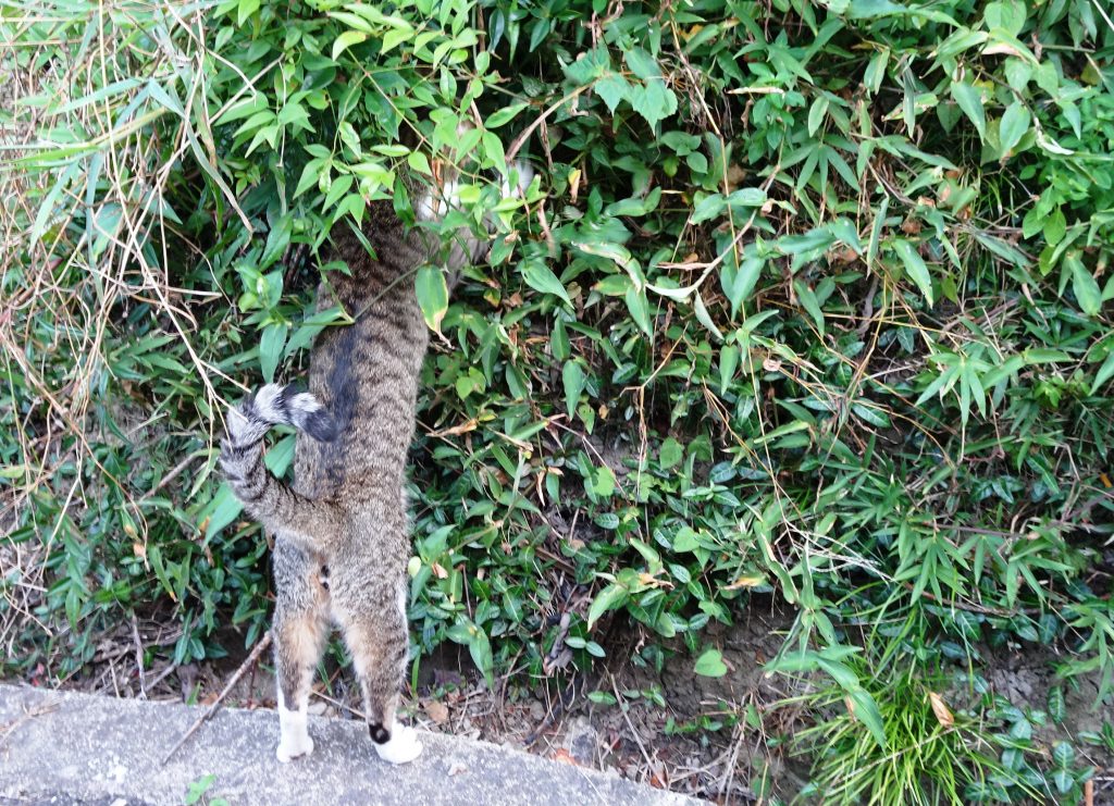 ねこ、風太 巡回