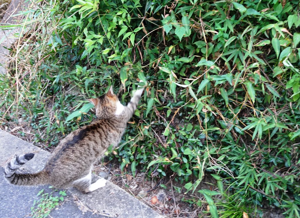 ねこ、風太 巡回