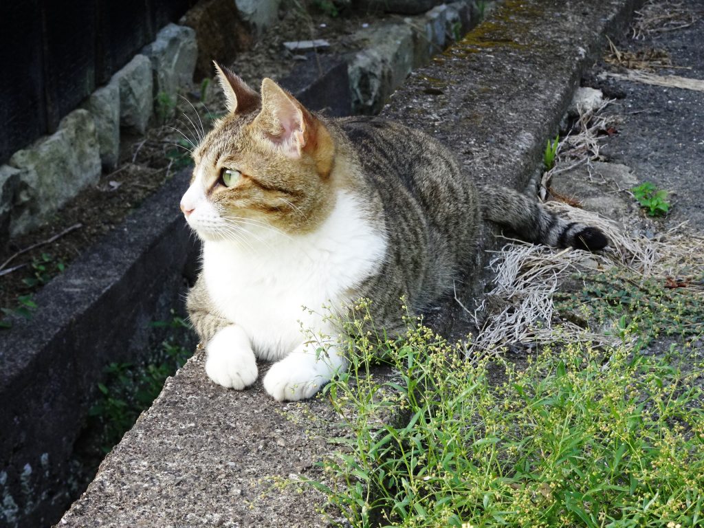ねこ、風太 巡回