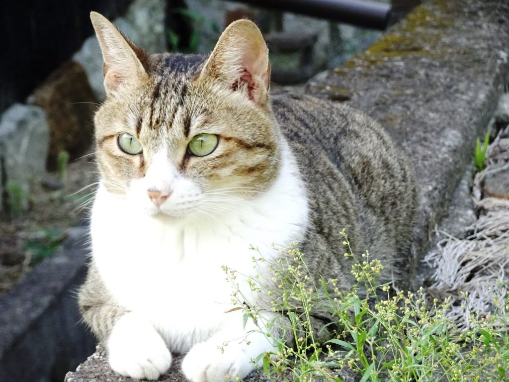ねこ、風太 巡回